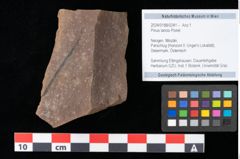 Foto (Objekt + Etikett) von Pinus laricio Poiret (NHMW-GEO-2024-0188-0241)
